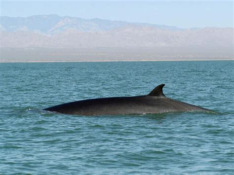 are galapagos fin whales dangerous